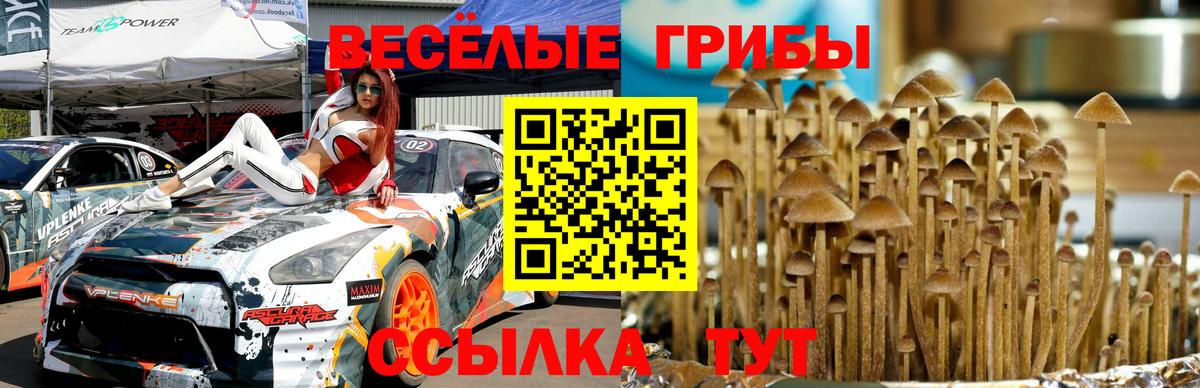 Псилоцибиновые грибы Psilocybe  Ртищево 